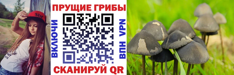 KRAKEN рабочий сайт Балаково Псилоцибиновые грибы мицелий